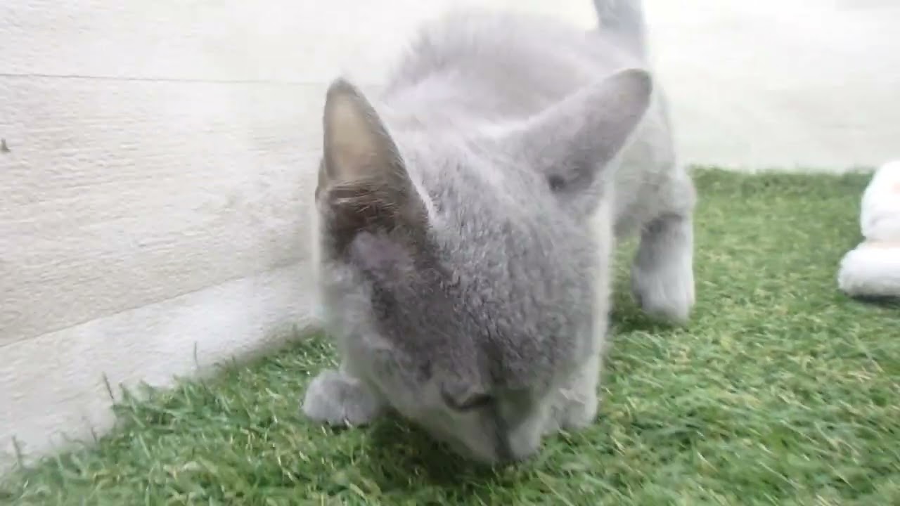 00600056 シャルトリュー