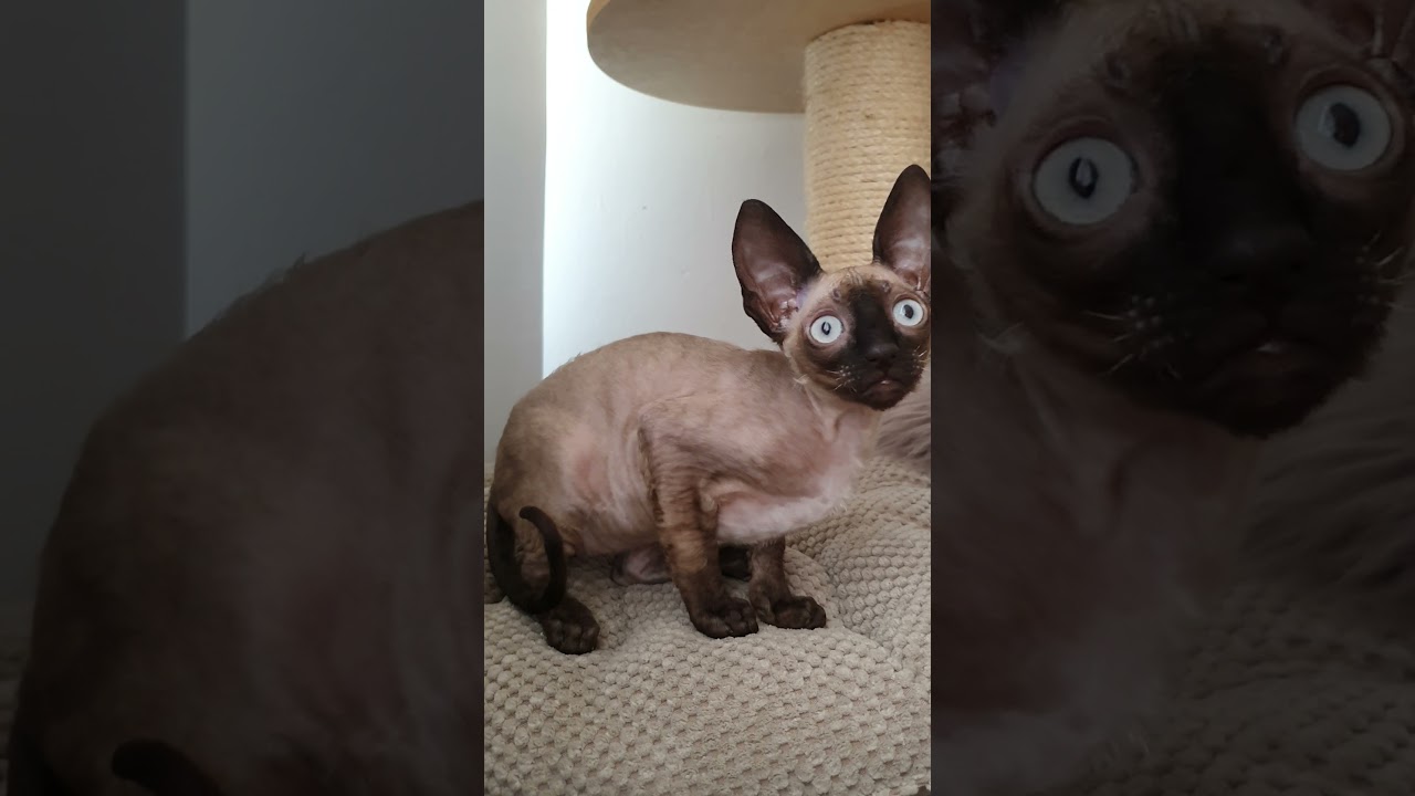 Cornish Rex kitty girl is too cute, you wanna see!
