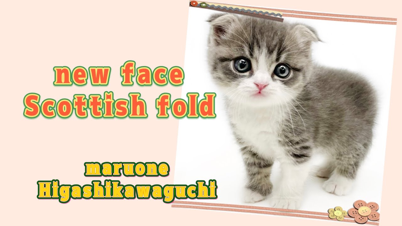 【2023年1月6日撮影】折れ耳スコティッシュフォールド　子猫感満載！癒し動画