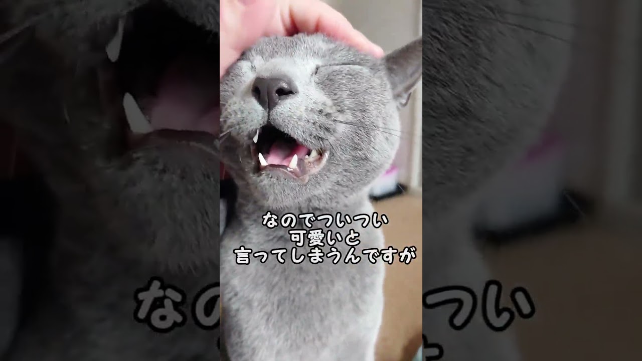 【猫動画】可愛いと言われたくなかったロシアンブルー【russianbule】#shorts　Russian blue who didn't want to be called cute