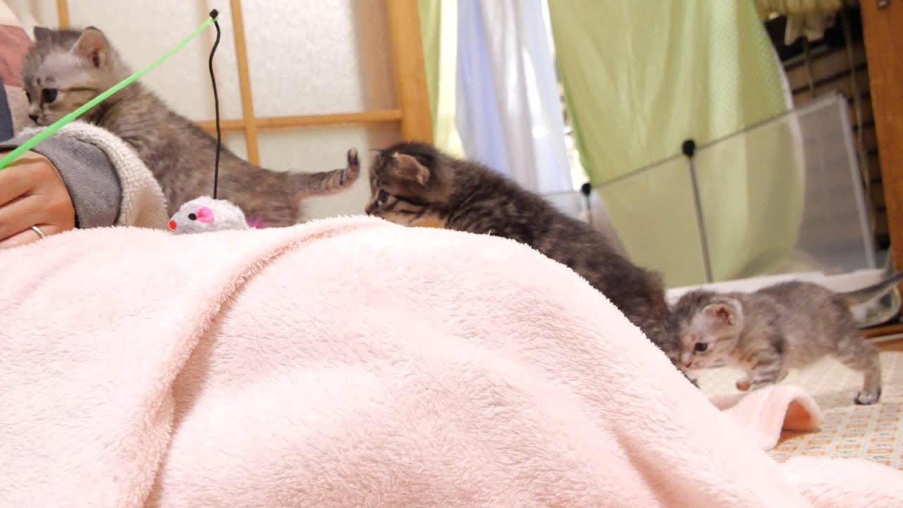 ママに遊んでほしいい子猫たちが長い列を作って順番に膝の上に【赤ちゃん猫　保護猫】