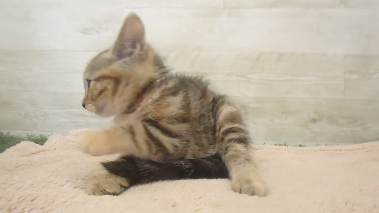 00592918 アメリカンショートヘアー