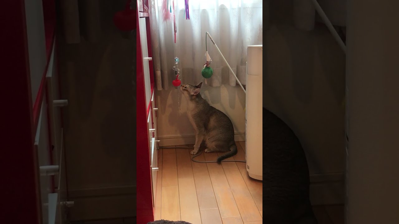 オモチャ確認して立ち去るシンガプーラなのにゃ♪
