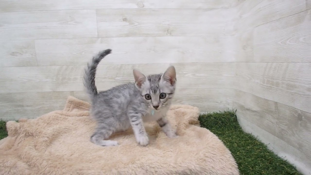 00583767 エジプシャンマウ