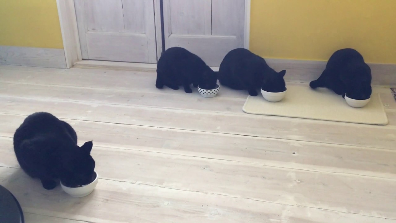 4匹の黒猫ボンベイファミリー