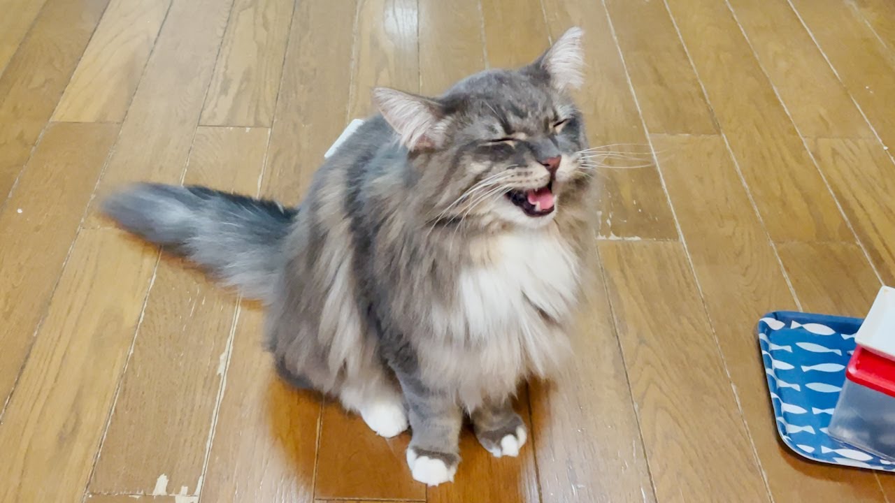 メインクーンが文句を垂れ流す姿が可愛すぎた！Complain, Maine Coon is cute