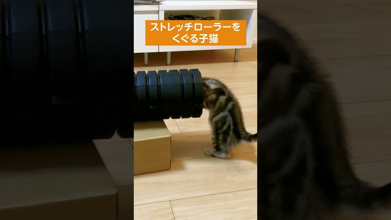 ストレッチローラーをくぐる子猫【アメリカンショートヘアー】#shorts #アメショー  #子猫