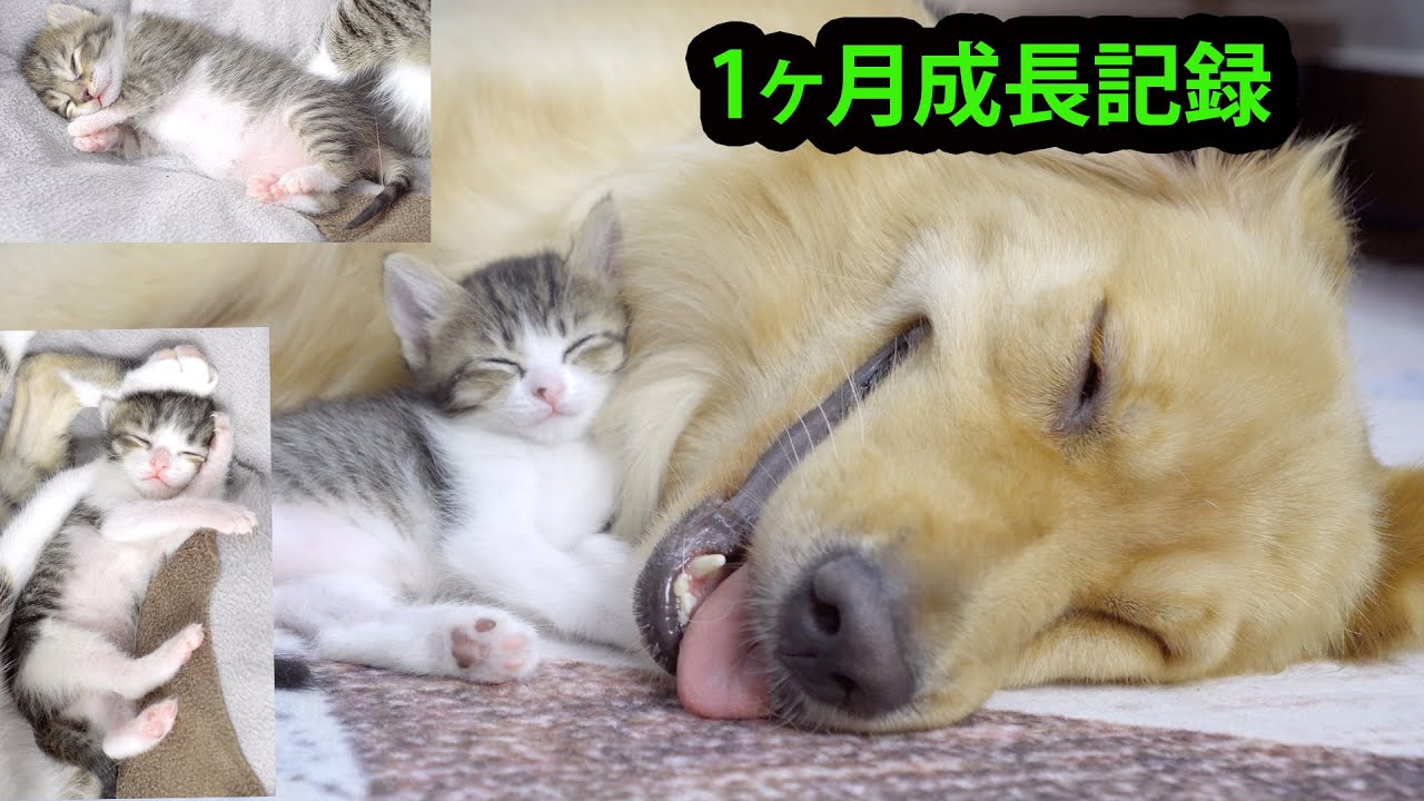 優しい大型犬ばかりいる環境に生まれた子猫が1月後にこうなった