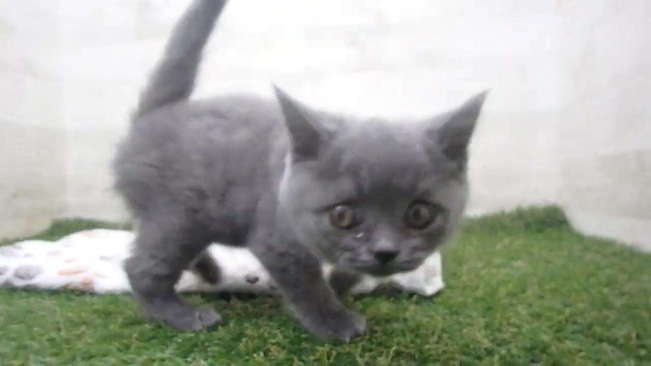 Coo&RIKU　No00615018 ブリティッシュショートヘアー