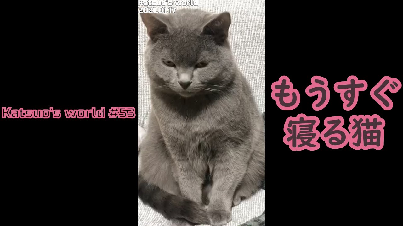 【Shorts】もうすぐ寝る猫【シャルトリュー/猫のかわいい動画】