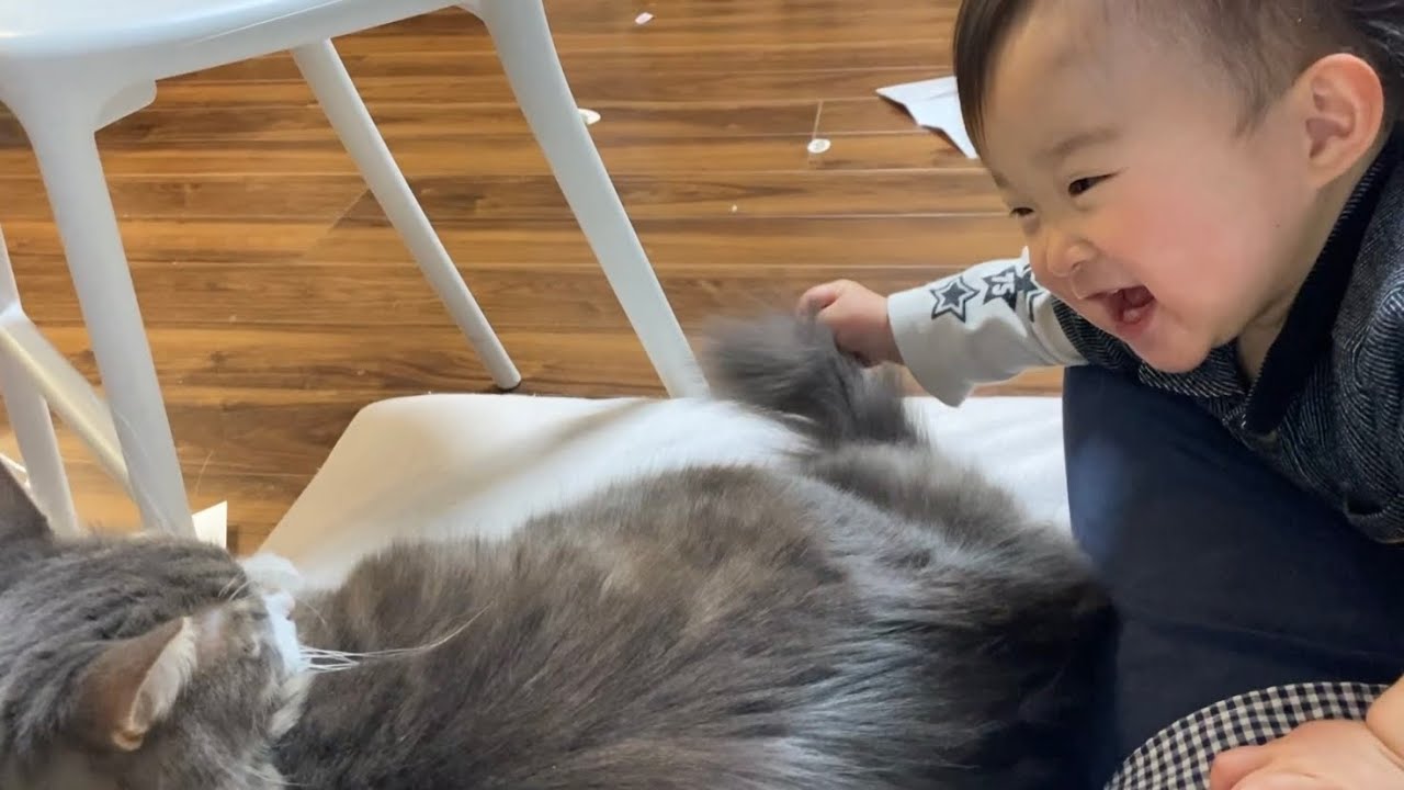 赤ちゃんにシッポを掴まれて教育的指導を始めた猫　ノルウェージャンフォレストキャットA cat being touched by a baby. Norwegian Forest Cat.