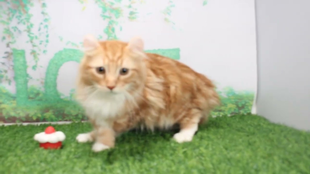 Coo&RIKU　No615430　アメリカンカール