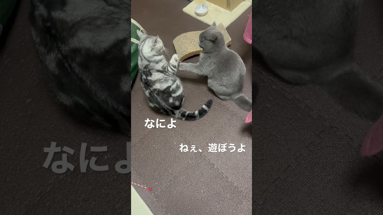 兄ちゃんと遊びたい弟🐱 ⁡#ショートヘア  #ブリティッシュショートヘアブルー⁡#ねこ#ねこのいる生活 ⁡⁡#ねこのいる暮らし ⁡#ねこ部 ⁡ #猫  #猫部  #猫多頭飼い  #多頭飼い ⁡#猫社