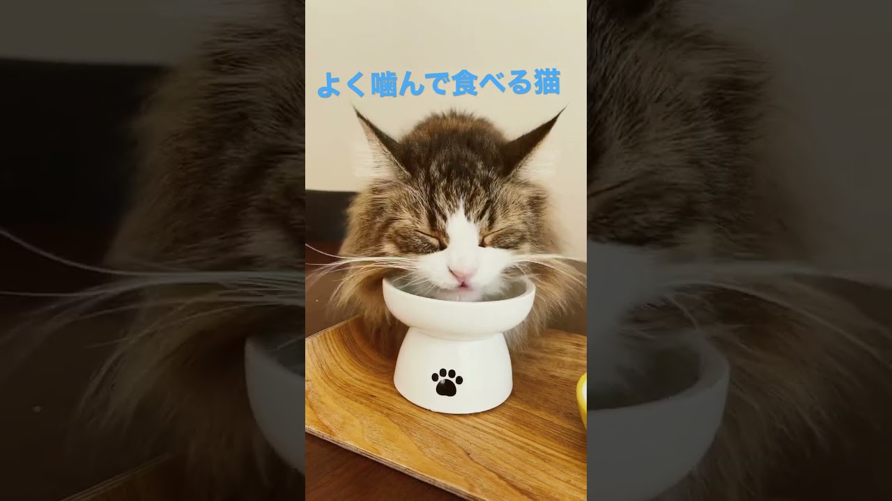 #shorts #ノルウェージャンフォレストキャット #cats #cat #大型猫 #猫