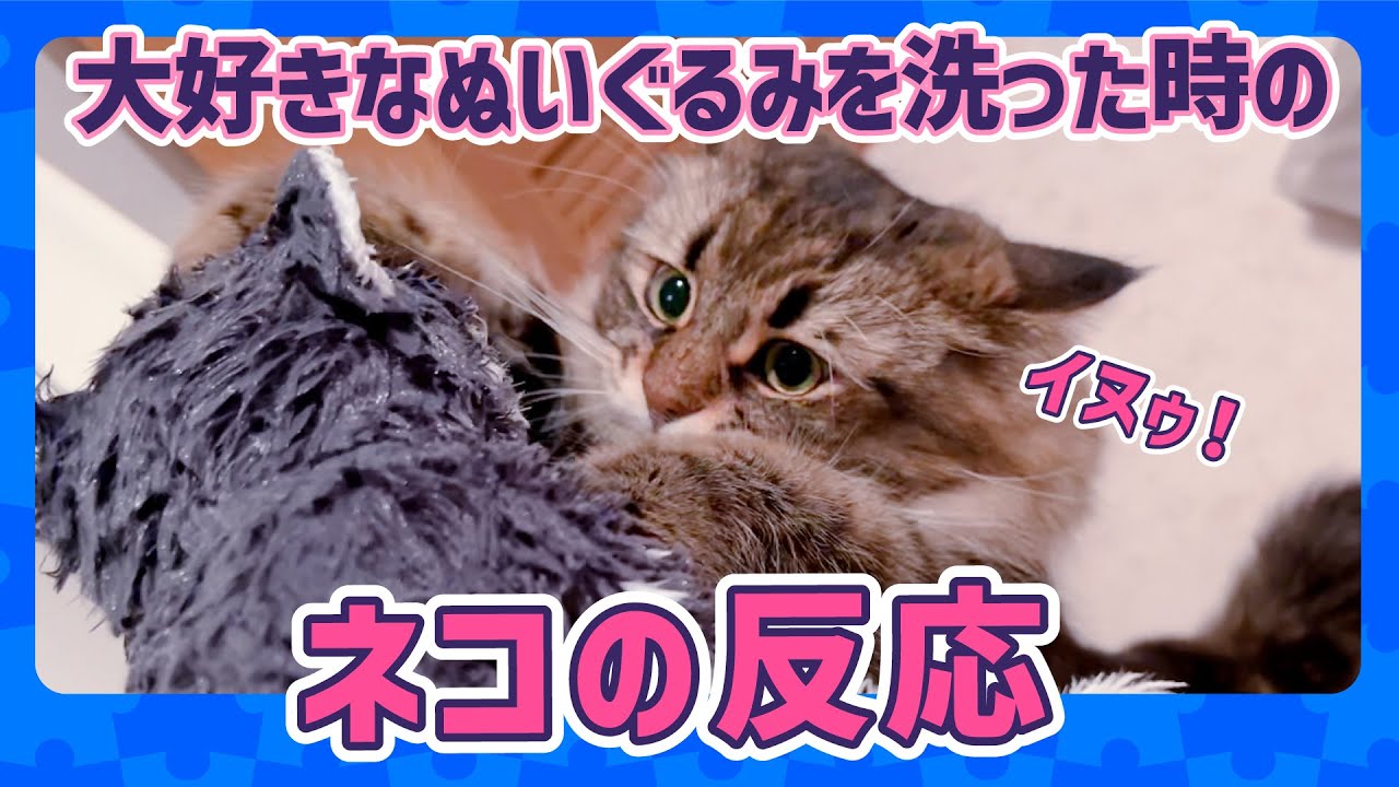お気に入りのぬいぐるみを洗った時のネコの反応が自由すぎた
