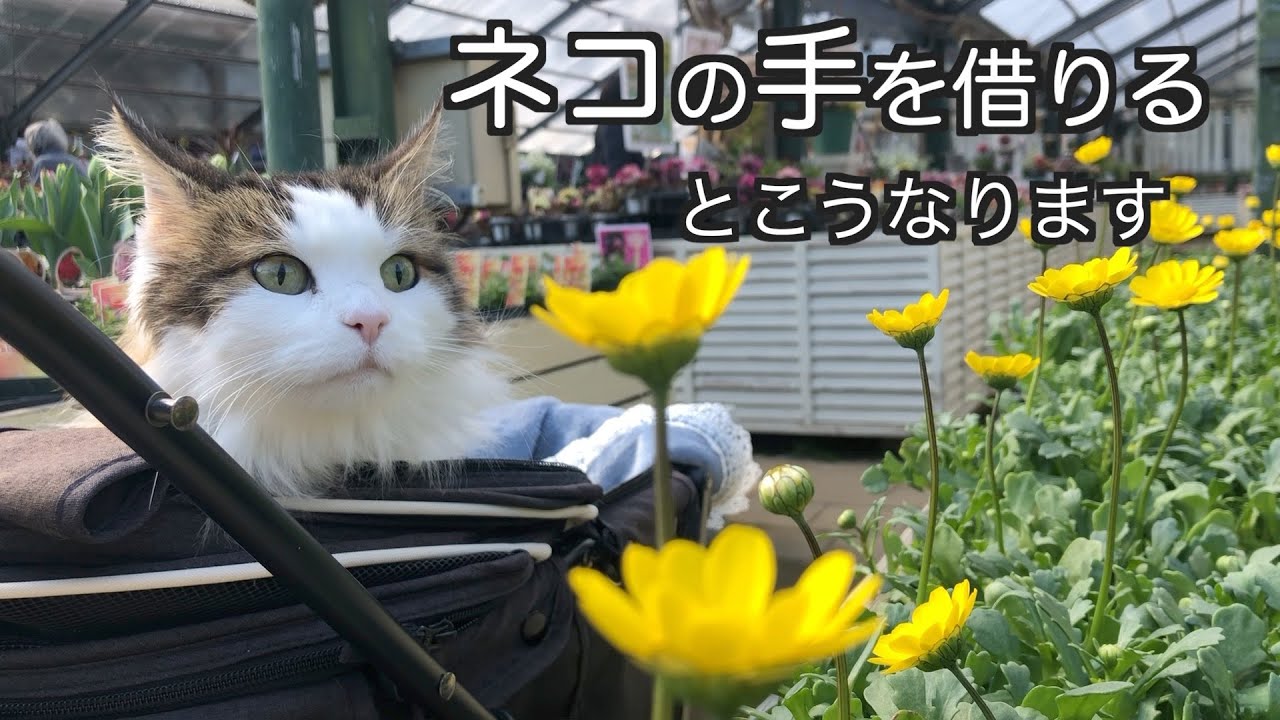 ネコの手を借りるとこうなる！ノルウェージャンフォレストキャット　Norwegian Forest Cat