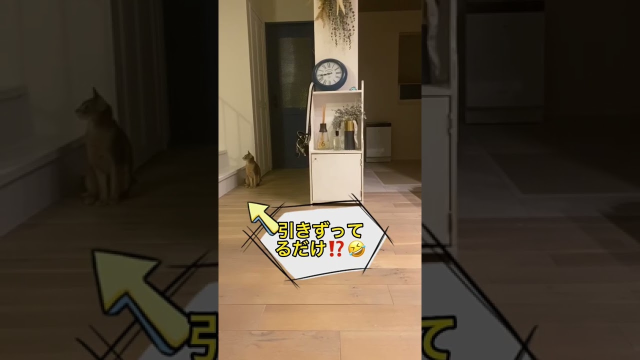 フランの室内散歩　#イタグレ #italiangreyhound  #イタリアングレーハウンド #Abyssinian #アビ #アビシニアン #猫 #犬 #多頭飼い #オープニング #ペット