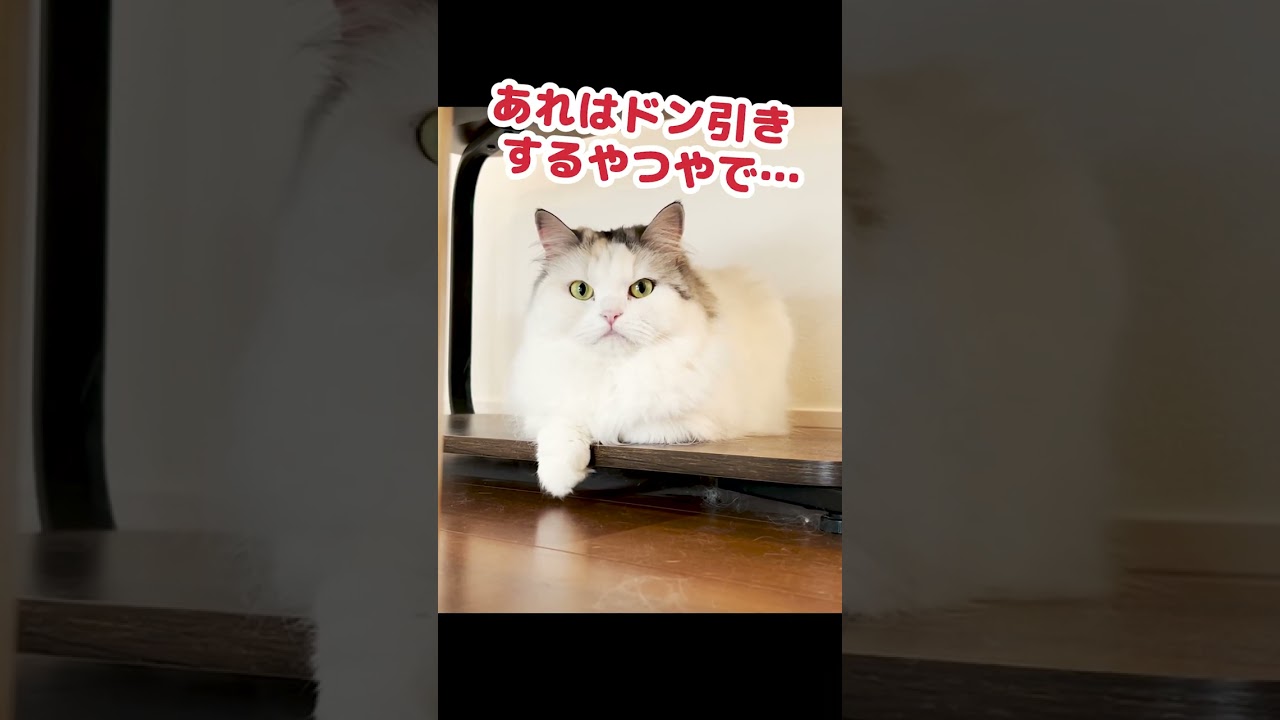 やっと帰宅した奥さんにやりたい放題の猫 #Shorts