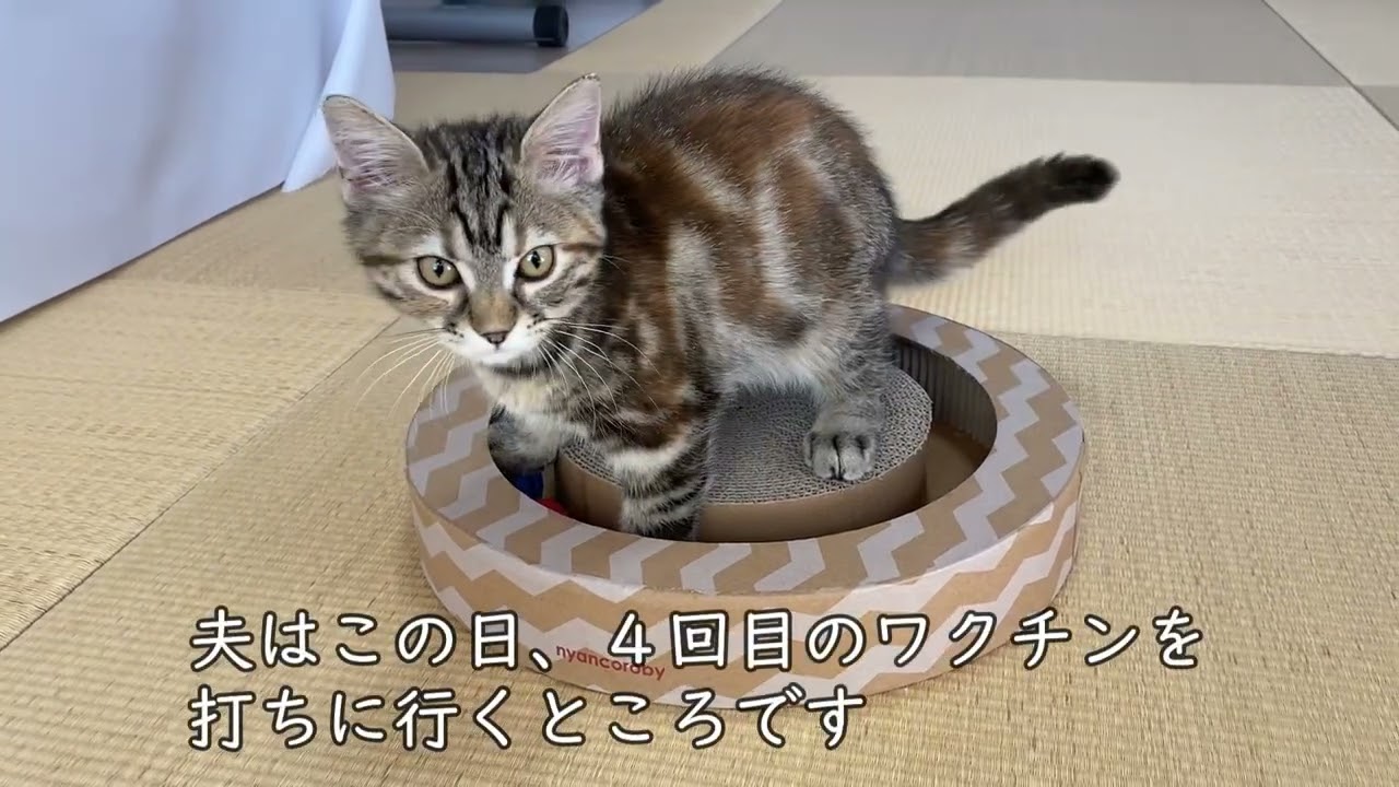 35日目　うちの子猫は熱しやすく冷めやすい性格・・・かも？