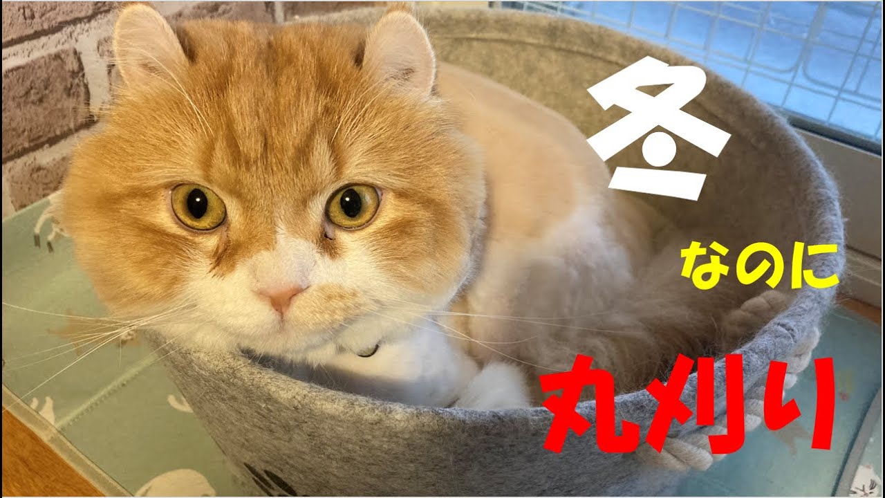 【ｱﾒﾘｶﾝｶｰﾙmocca】冬なのに丸刈り #猫 #アメリカンカール #cat