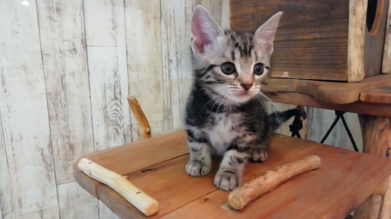 アメリカンショートヘアー　男の子　2022.11.13