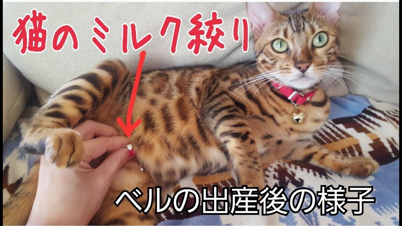 子猫をなくしたベンガル猫のベルの乳絞りの様子