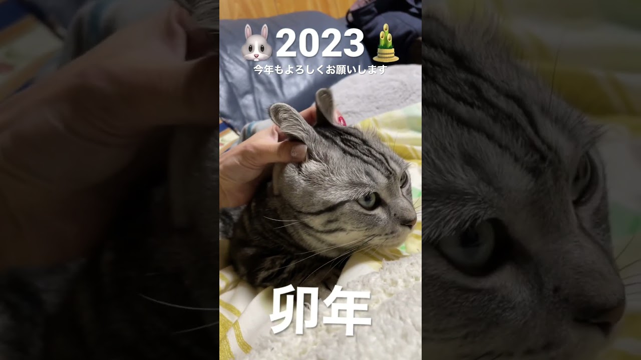 なんで猫年がないねん！😤#マンチカン