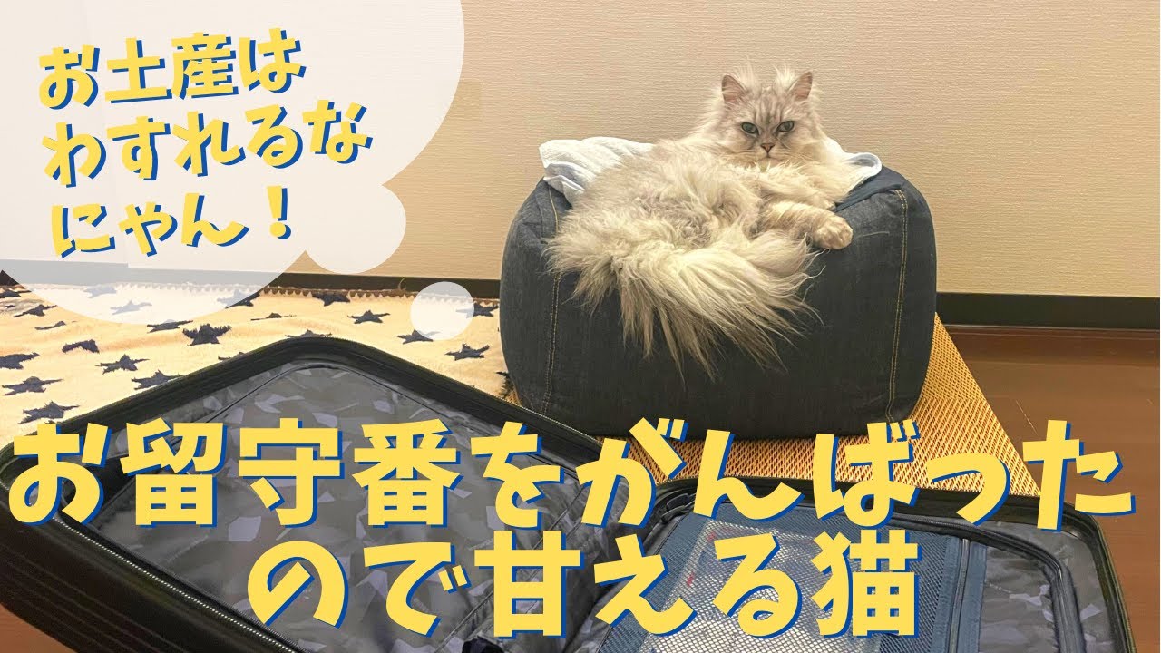 お留守番を頑張ったので甘える猫｜ラガマフィンのラガさん