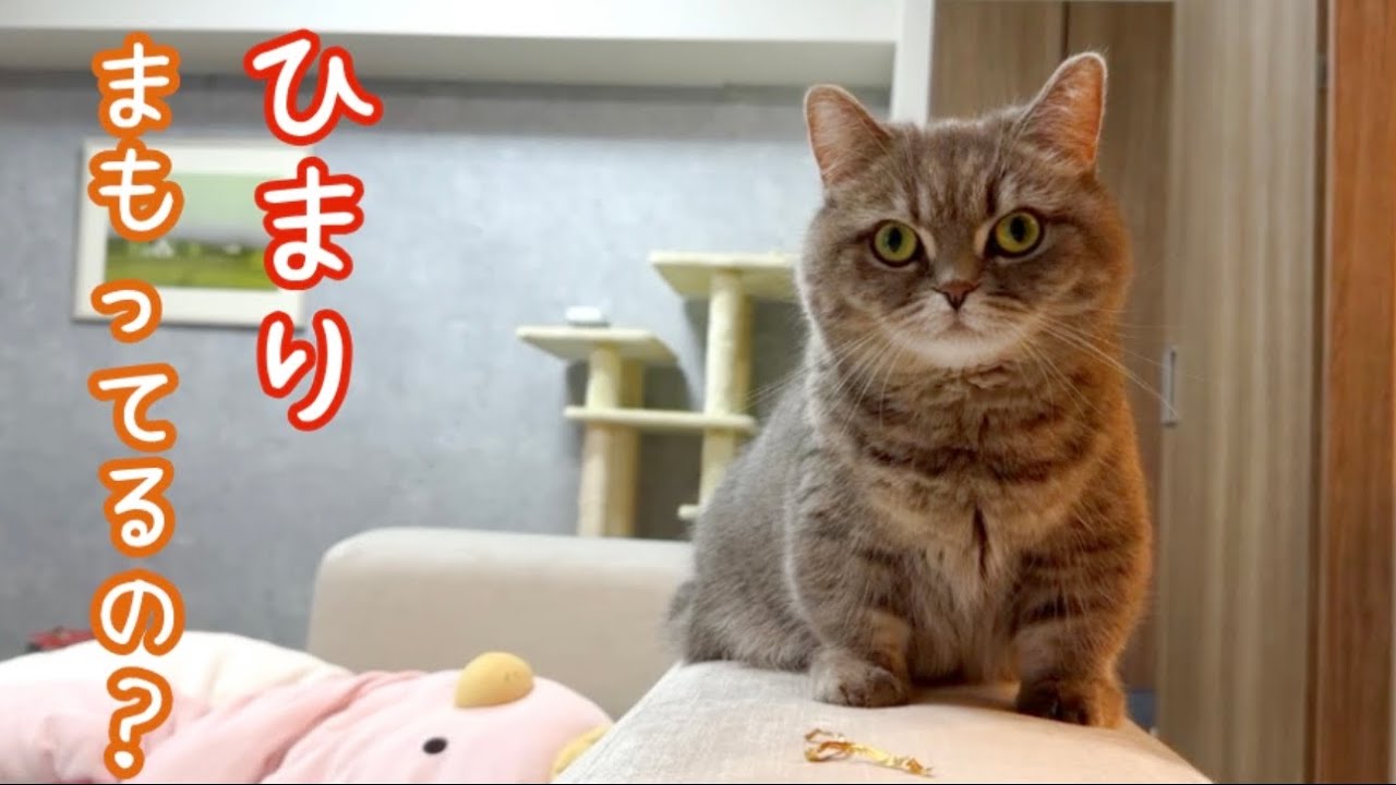 ピロピロ愛が止まらない猫たち