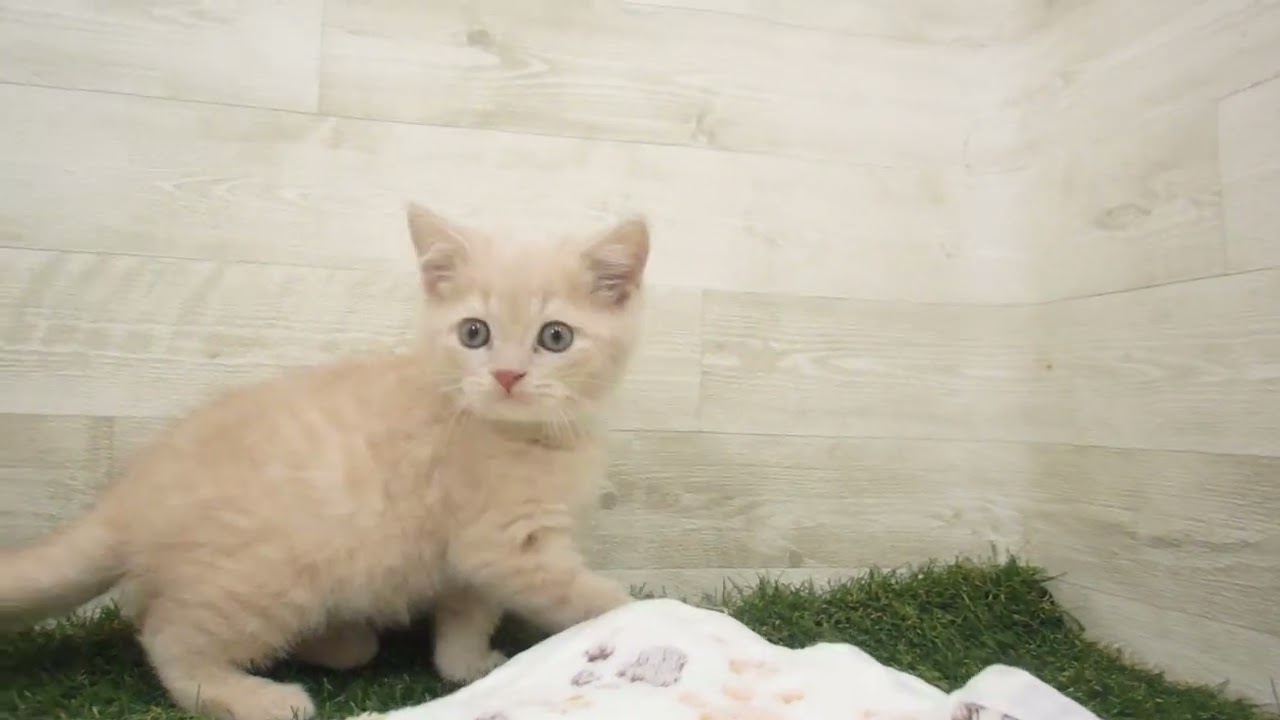 Coo&RIKU　No00615014 ブリティッシュショートヘアー