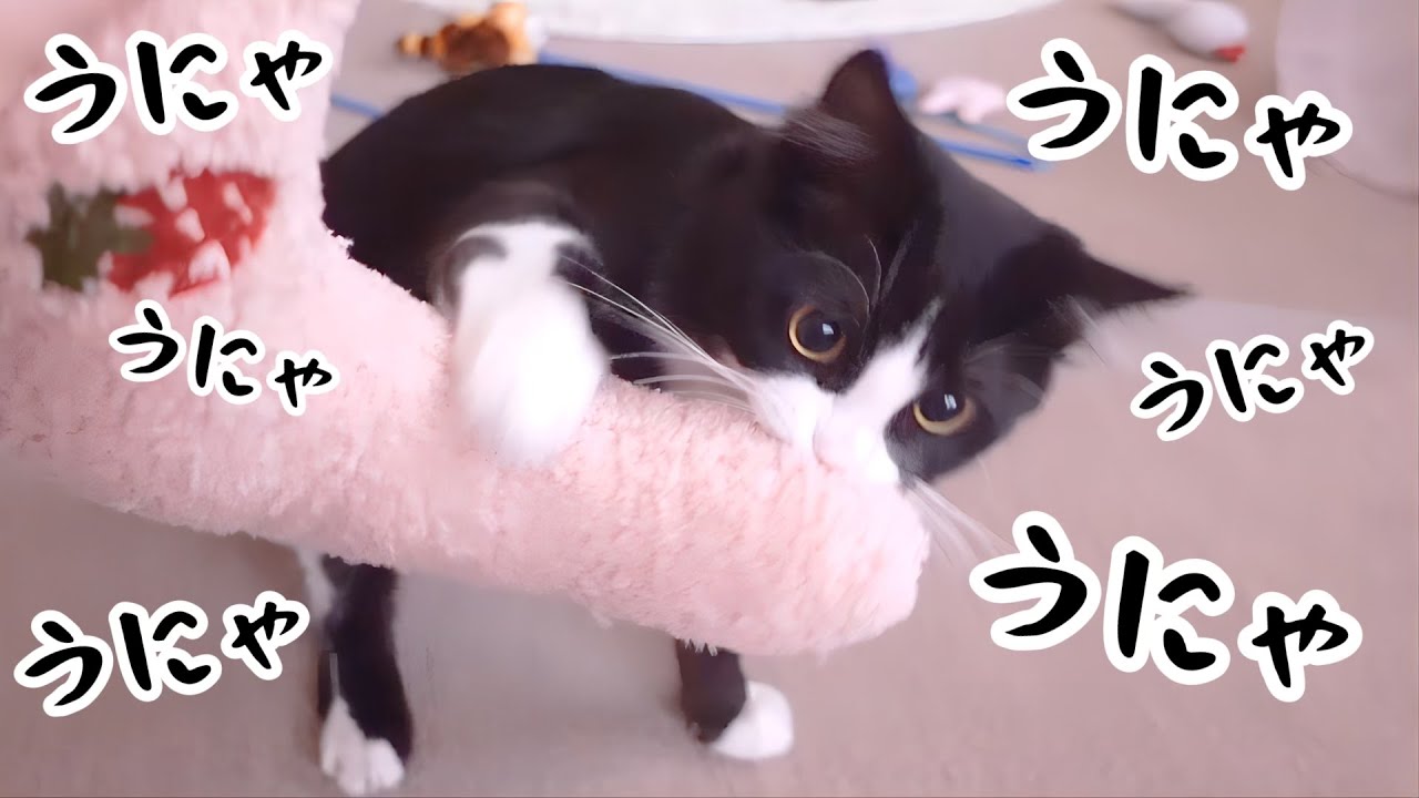子猫のお気に入りの枕を洗濯しようとしたら「うにゃうにゃ」文句を言いながら取り返しにきた...！