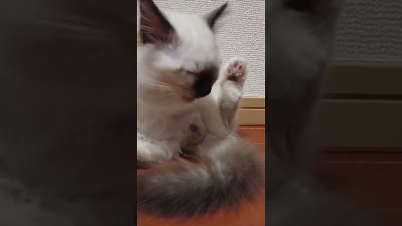 子猫がおっさん化するフレーメン反応が撮れました【バーマン】#Shorts