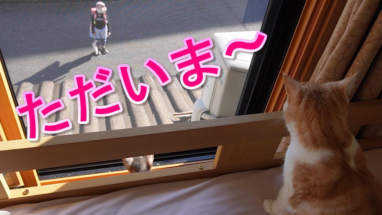 娘をお出迎えする猫【スコティッシュフォールド】【アビシニアン】