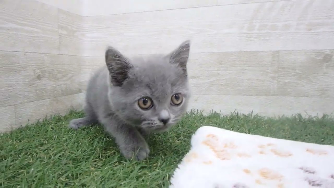 00612572 ブリティッシュショートヘアー