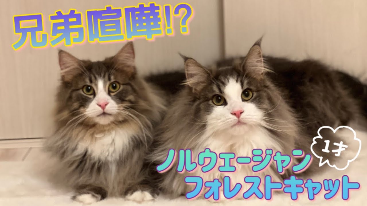 【ケンカ⁉︎】兄弟ノルウェージャンフォレストキャットの可愛い日常✨