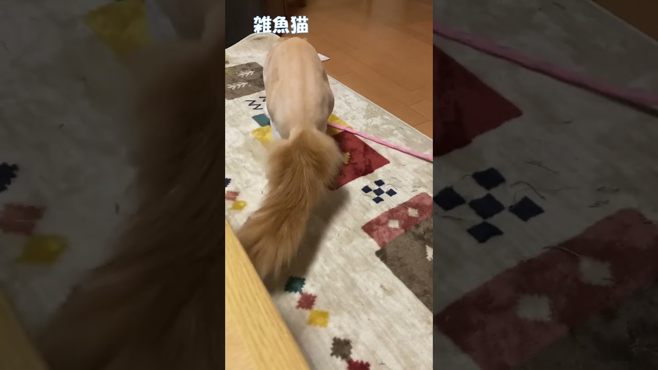 猫釣り #shorts  #猫 #アメリカンカール #cat
