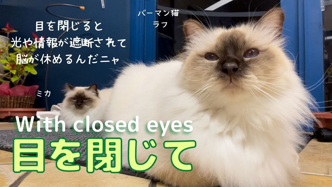 食後うとうとするバーマン猫たち【目を閉じて】With closed eyes（バーマン猫）Birman/Cat