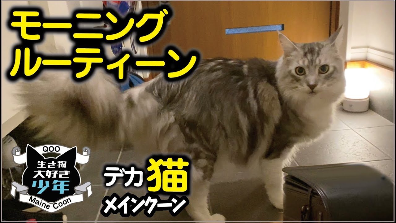 【メインクーン】大型猫と少年のモーニングルーティーン
