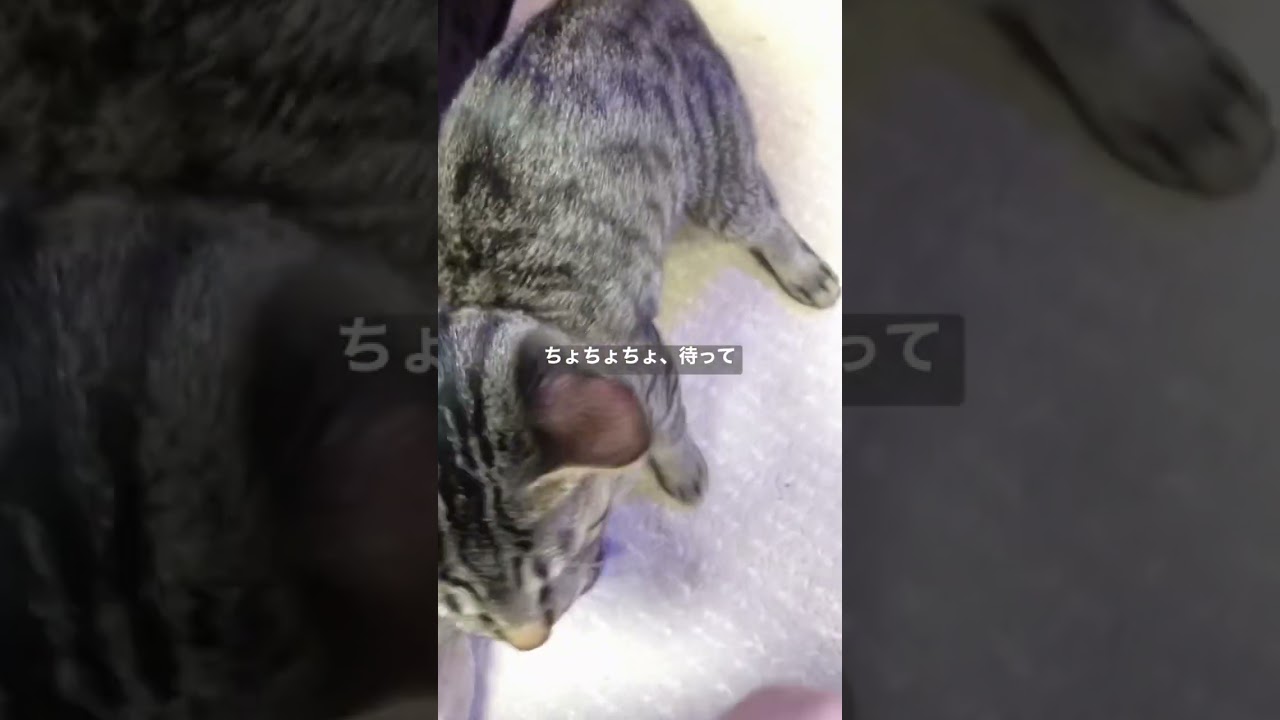 猫にもお手がで……きる……っっ！