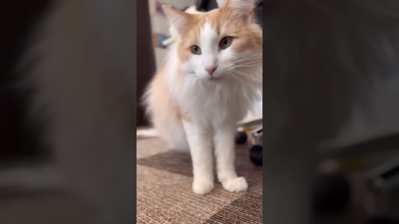 可愛い鳴き声 ノルウェージャンフォレストキャット #shorts