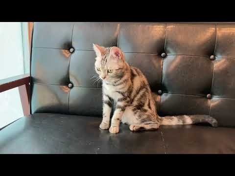 ペットショップCoo&RIKU　00531566　アメリカンショートヘアー