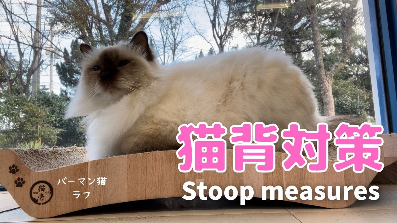 バーマン猫ラフ【猫背対策】Stoop measures（バーマン猫）Birman/Cat