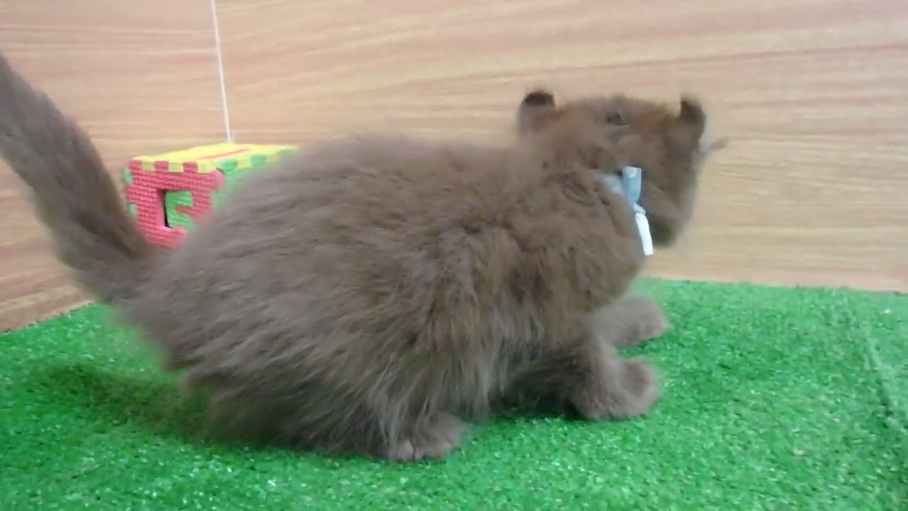 Coo&RIKU　No00580454 アメリカンカール