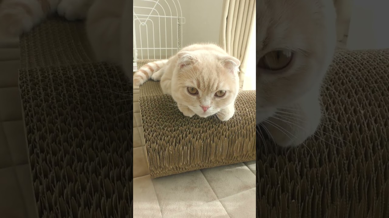 爪とぎの絶妙なカーブがお気に入りの子猫【スコティッシュフォールド】#shorts #かわいい #子猫
