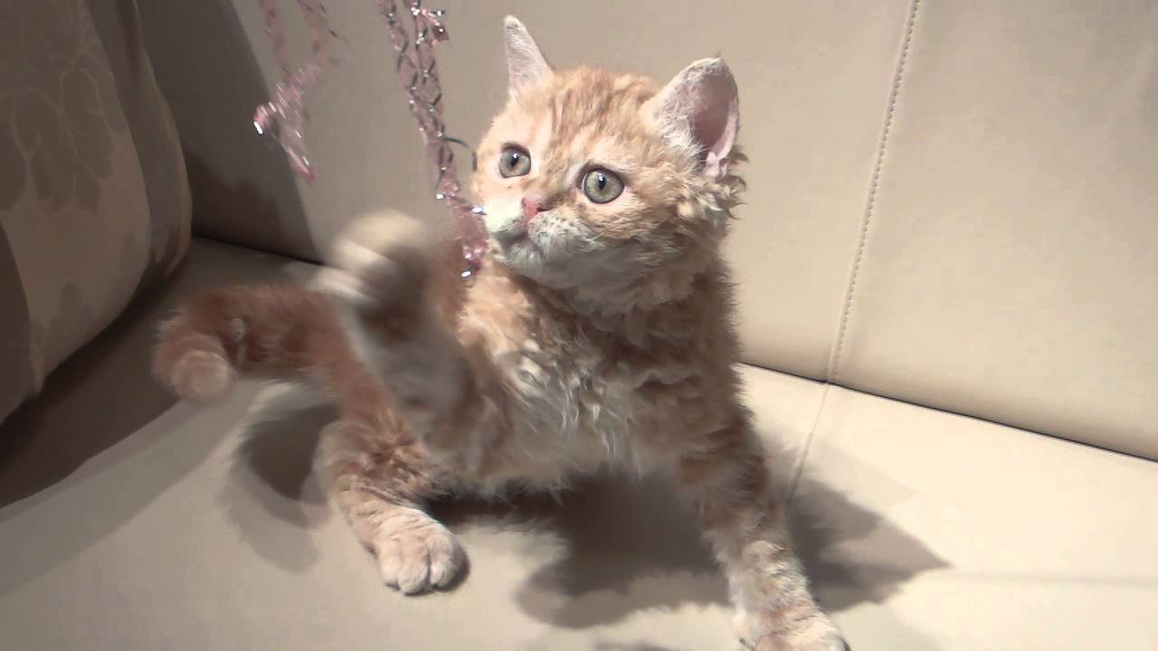 51266 セルカークレックス♀