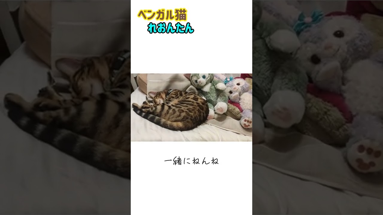 #shorts 【ベンガル猫】新しいお友達とねんね