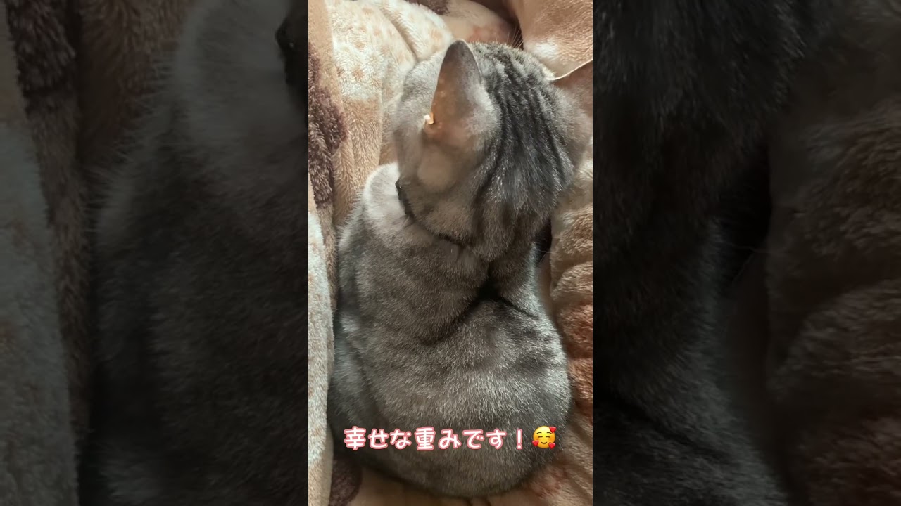2023年も猫の幸せな重みを感じて喜ぶ飼い主！笑　#Shorts