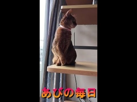 ネコ動画あび＃311　あびの毎日　アビシニアン　あび
