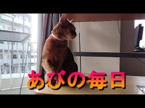 ネコ動画あび＃313　あびの毎日　アビシニアン　あび