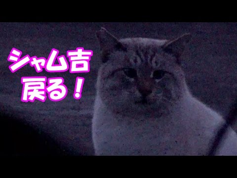 さくら猫になったシャム吉、ついに戻る！　Siam Cat finnaly came back!